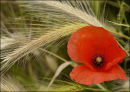 "Poppy"